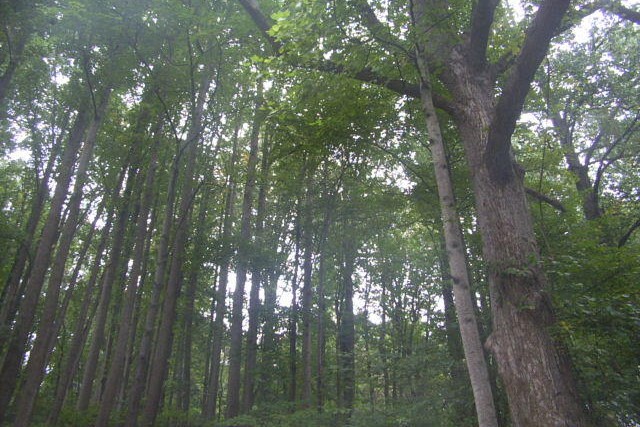 © 2006 Sean Stewart, Susquehanna State Park, Havre de Grace, Maryland